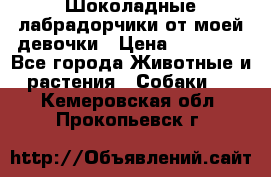 Шоколадные лабрадорчики от моей девочки › Цена ­ 25 000 - Все города Животные и растения » Собаки   . Кемеровская обл.,Прокопьевск г.